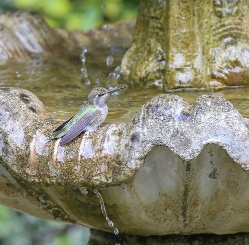 hummingbird garden design