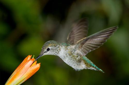 how-to-design-a-hummingbird-garden-7.jpg