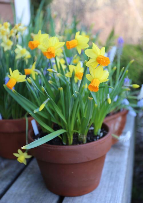 Growing Iris Reticulata Indoors - How to Force Bulbs