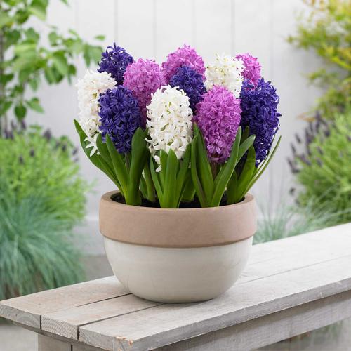 how-to-force-hyacinth-bulbs1.jpg