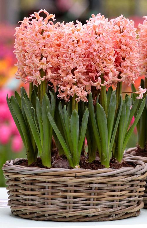 how-to-force-hyacinth-bulbs4.jpg