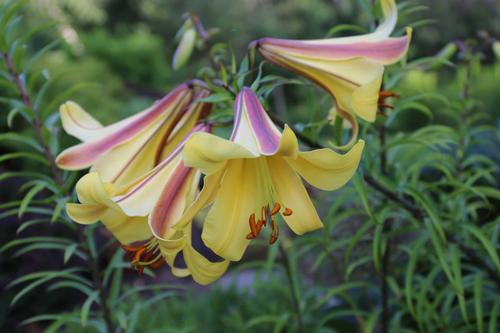 how-to-garden-with-lilies3.jpg