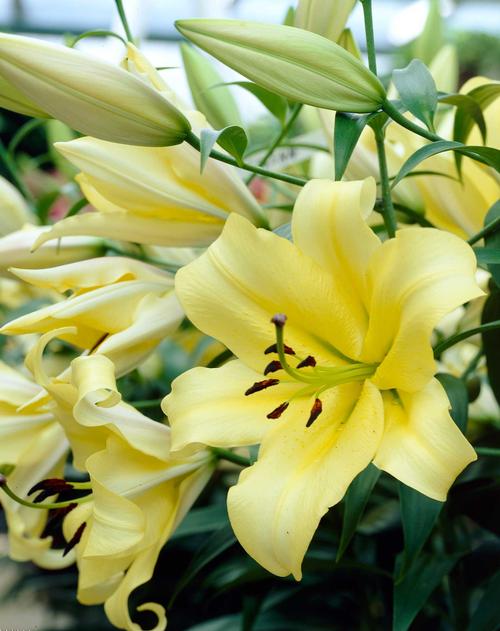 how-to-garden-with-lilies5.jpg