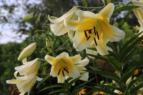 how-to-garden-with-lilies9.jpg