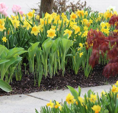 how-to-get-creative-with-hostas-3.jpg