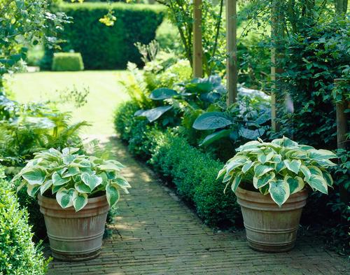 hosta garden design ideas