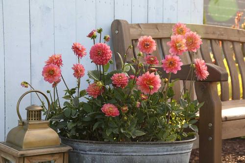 dahlia plant in pots