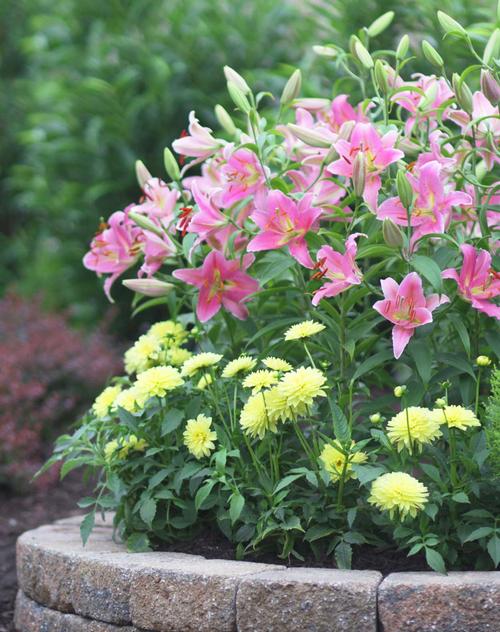 how-to-grow-border-dahlias3.jpg