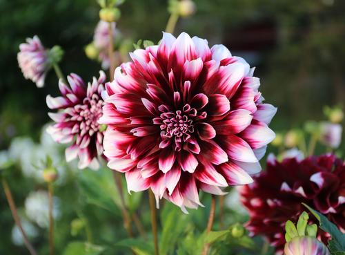 how-to-grow-dinnerplate-dahlias4.jpg