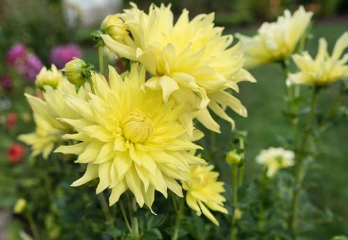 how-to-grow-dinnerplate-dahlias5.jpg