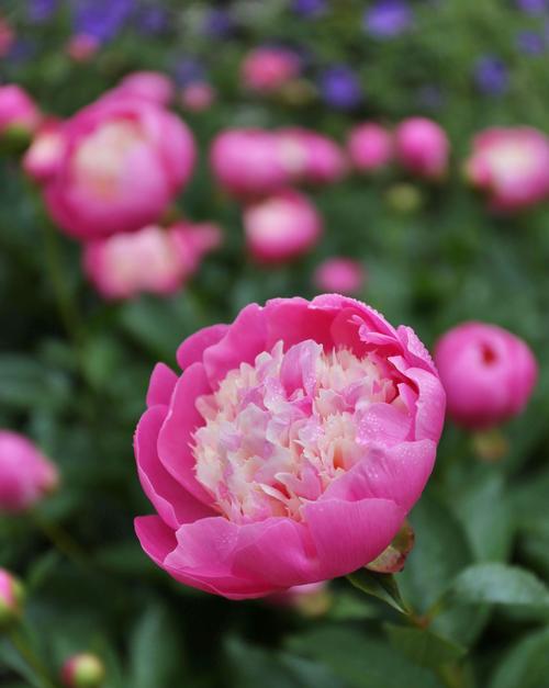 How to Grow Peonies in the South