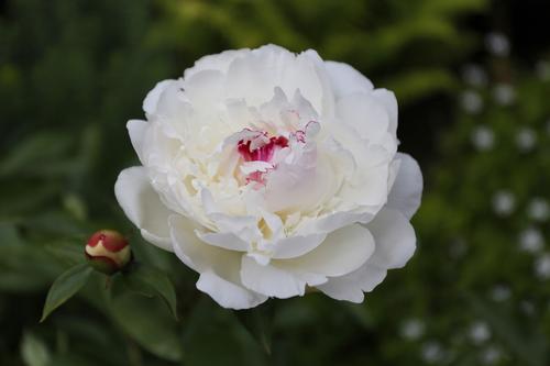 how-to-grow-peonies-in-the-south2.jpg