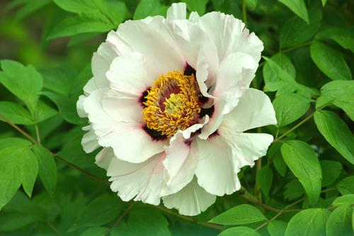 how-to-grow-peonies-in-the-south3.jpg