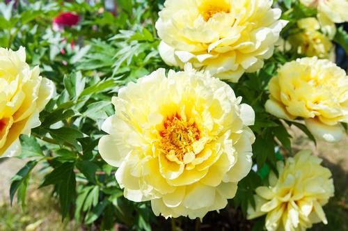 how-to-grow-peonies-in-the-south4.jpg