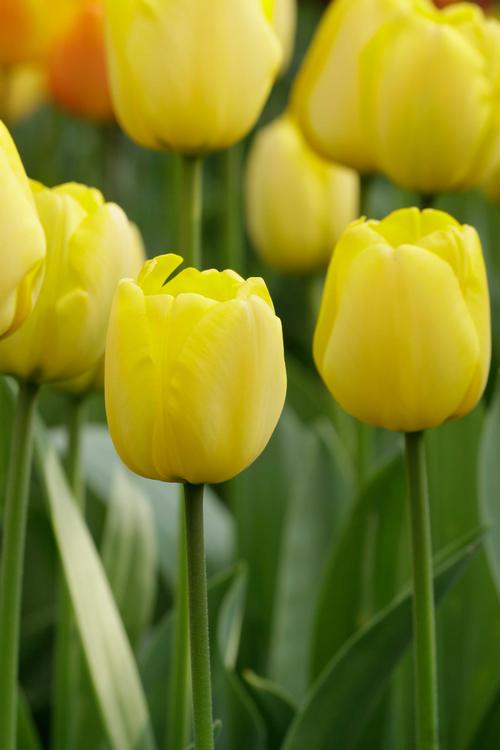 how-to-grow-spring-bulbs-in-warm-climates1.jpg