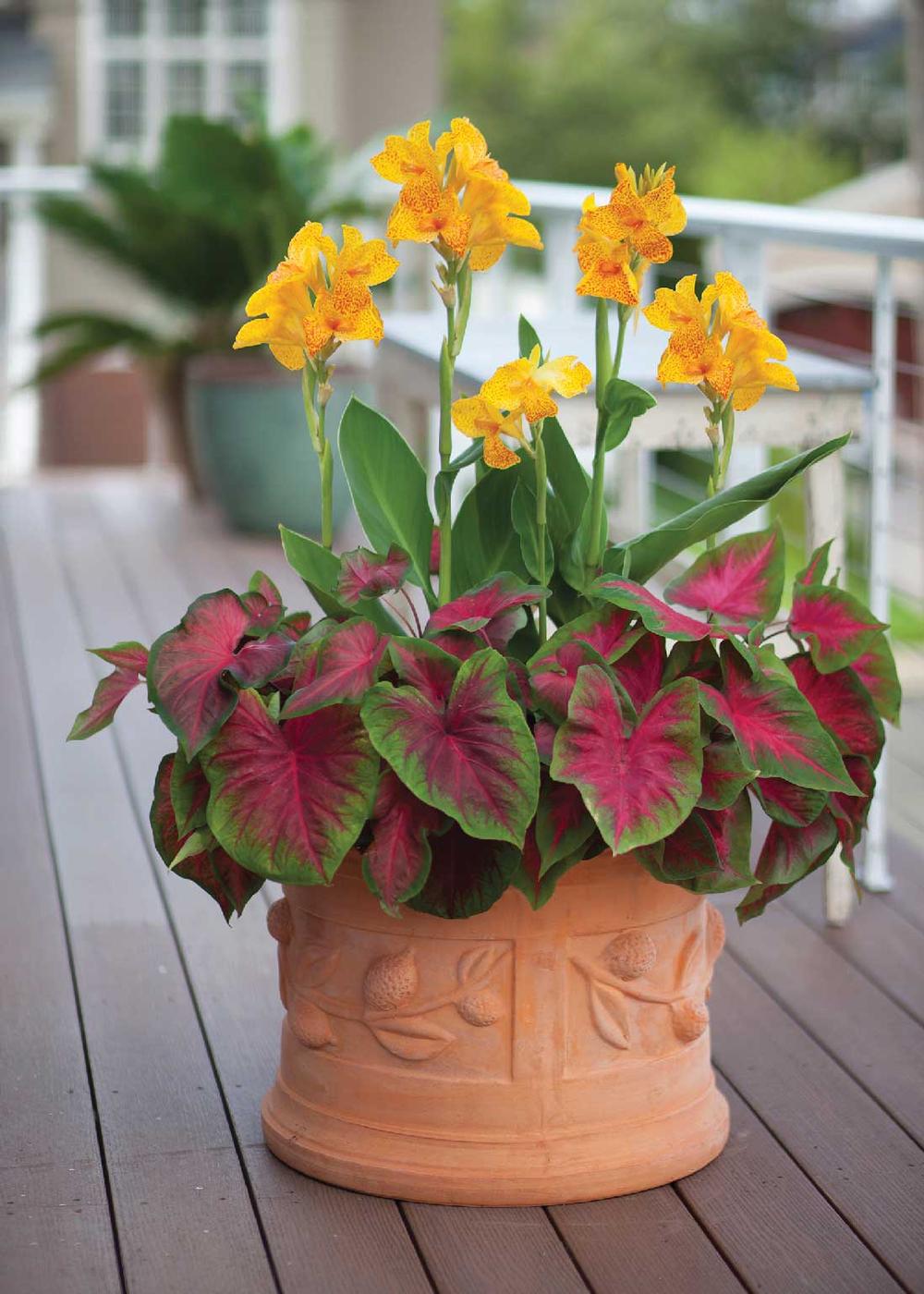 how-to-grow-summer-bulbs-in-containers5.jpg