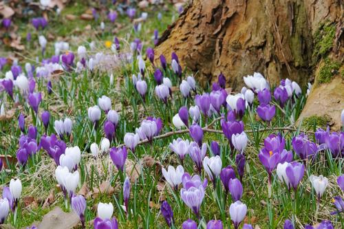 how-to-naturalize-spring-blooming-bulbs1.jpg