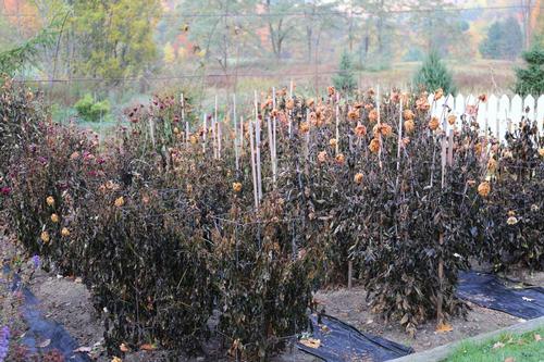 how-to-overwinter-dahlias1.jpg