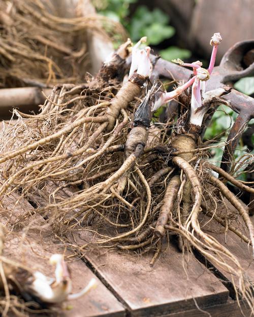 how-to-plant-bare-root-perennial3.jpg