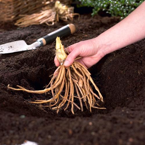 how-to-plant-bare-root-perennials1.jpg