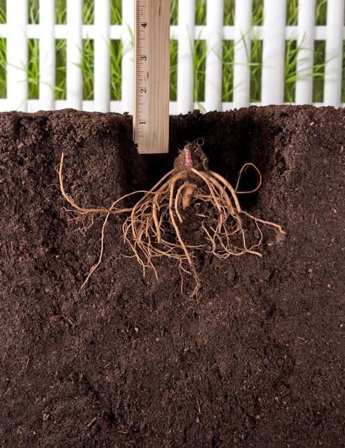 how-to-plant-bare-root-perennials2.jpg