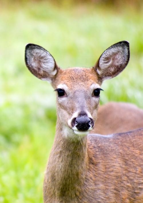 how-to-protect-your-garden-from-deer-4.jpg