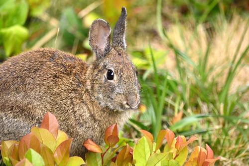 how-to-protect-your-garden-from-rabbits-woodchucks-and-other-pesky-rodents-1.jpg