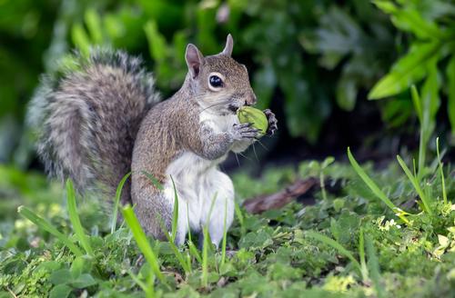 how-to-protect-your-garden-from-rabbits-woodchucks-and-other-pesky-rodents-3.jpg