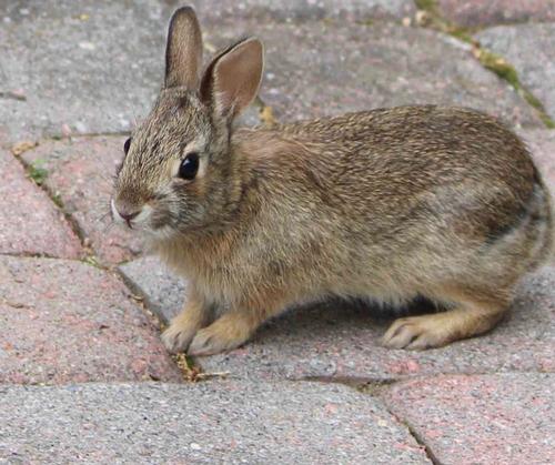 how-to-protect-your-garden-from-rabbits-woodchucks-and-other-pesky-rodents-4.jpg