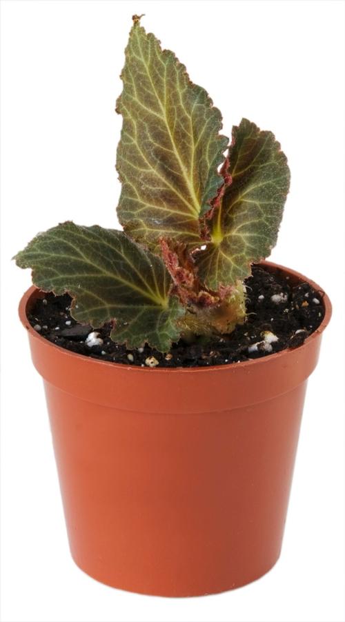 how-to-start-tuberous-begonias-indoors2.jpg