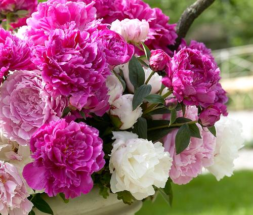 Pink Peony Varieties – Selecting Pink Peony Flowers For The Garden