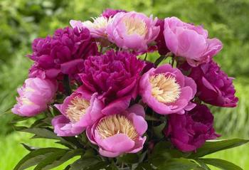 how-to-stretch-peony-season3.jpg