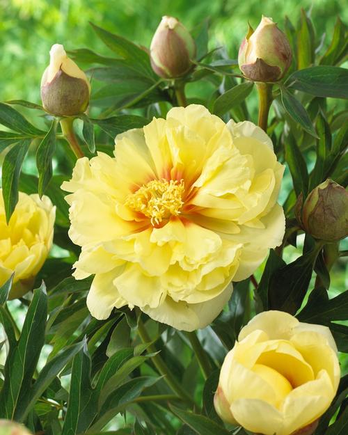 how-to-stretch-peony-season4.jpg