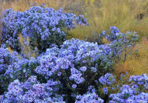 Paint Your Garden with Blue Flowers