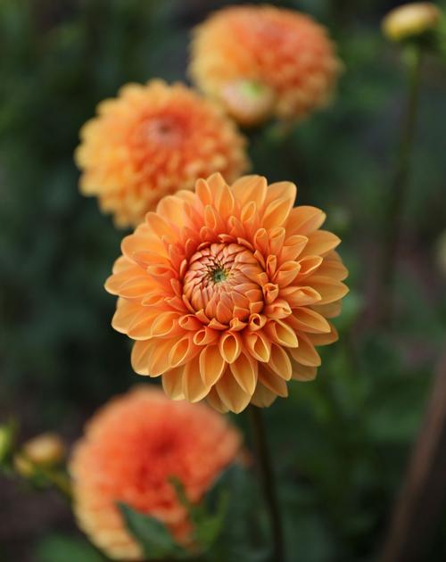  Orange Flowers