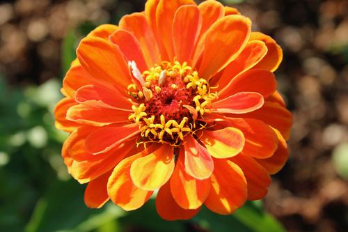 yellow orange flower