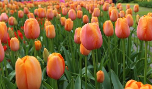 How to Use Orange in Your Flower Garden