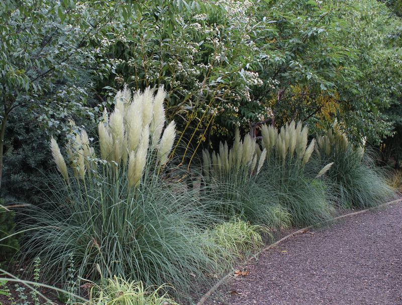 How to Use White in Your Flower Garden