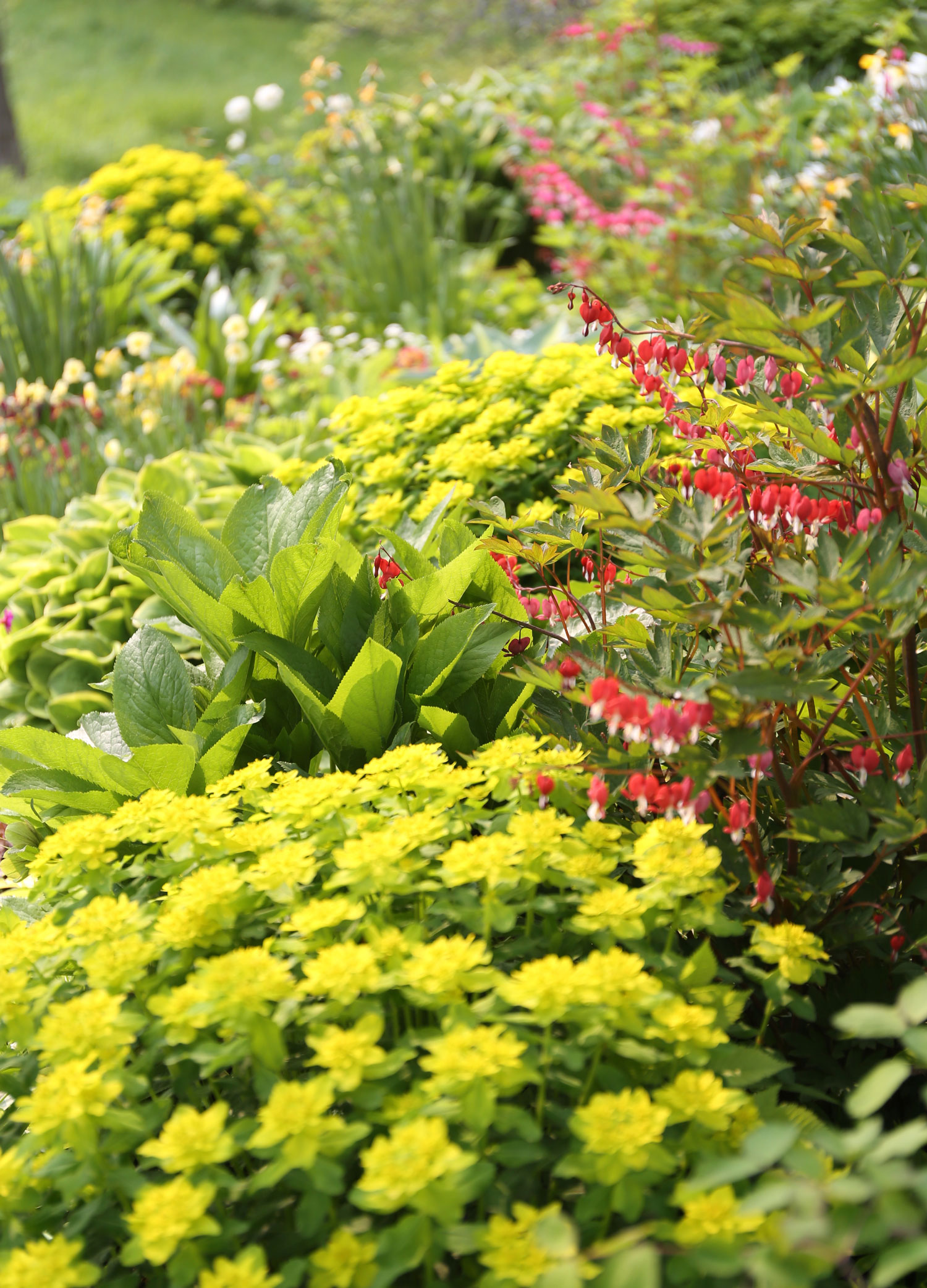 yellow green flower