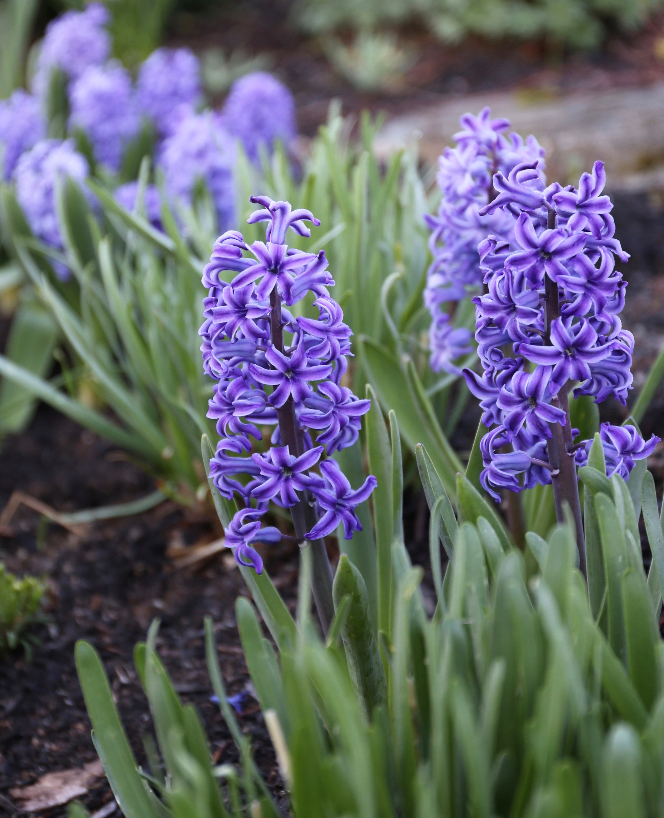 all about hyacinths