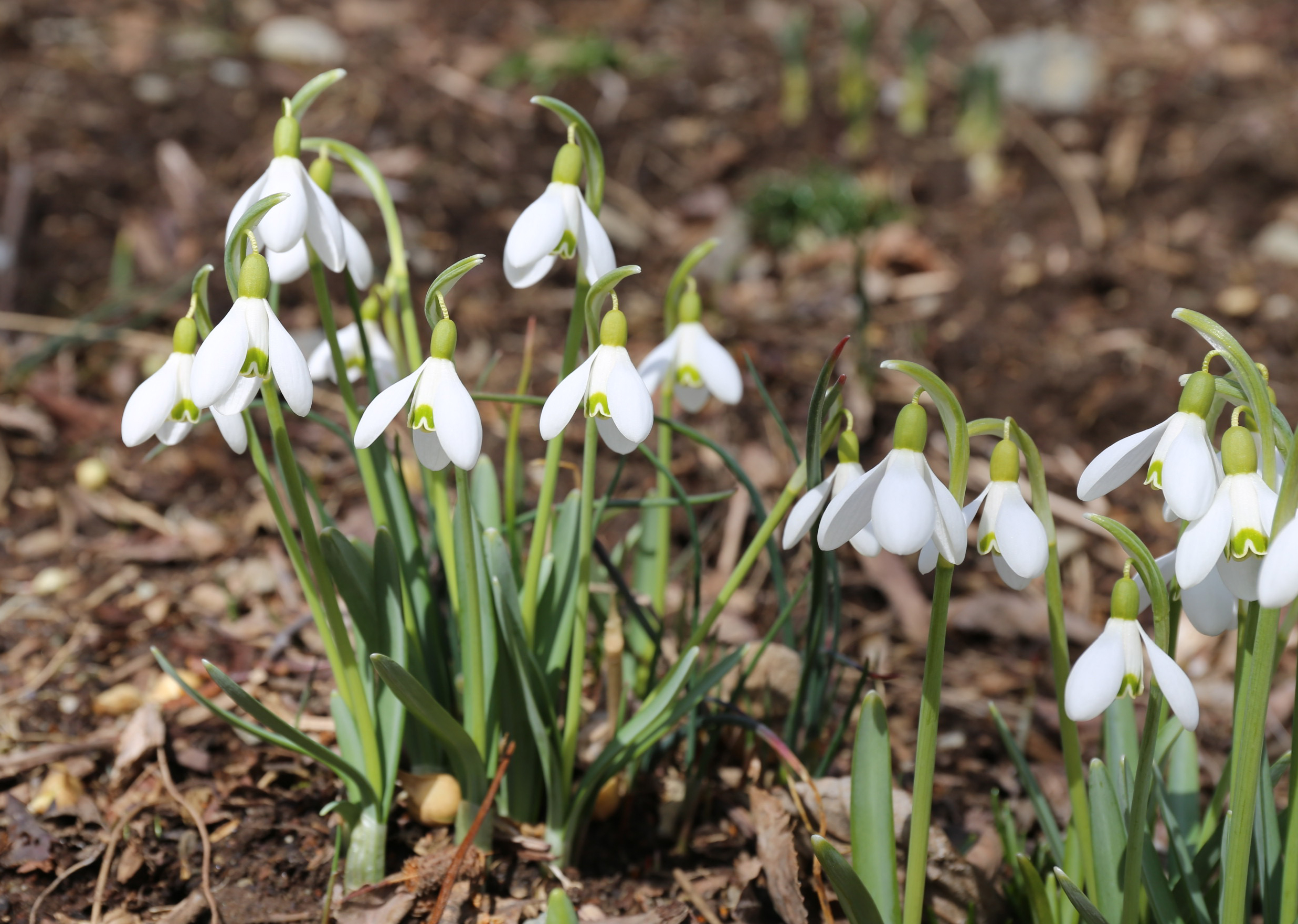 All About Snowdrops (Galanthus) - Longfield Gardens