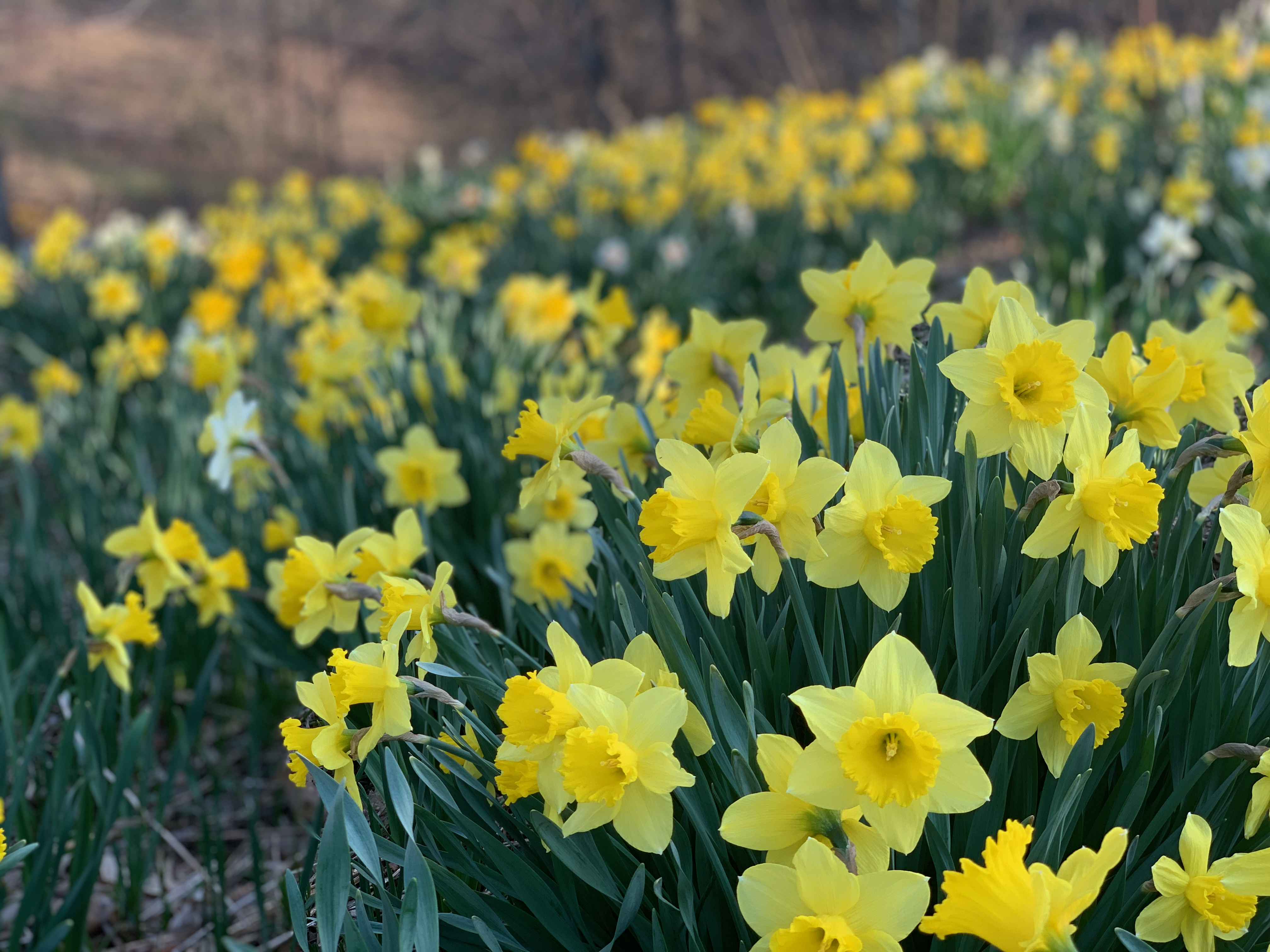 Daffodils