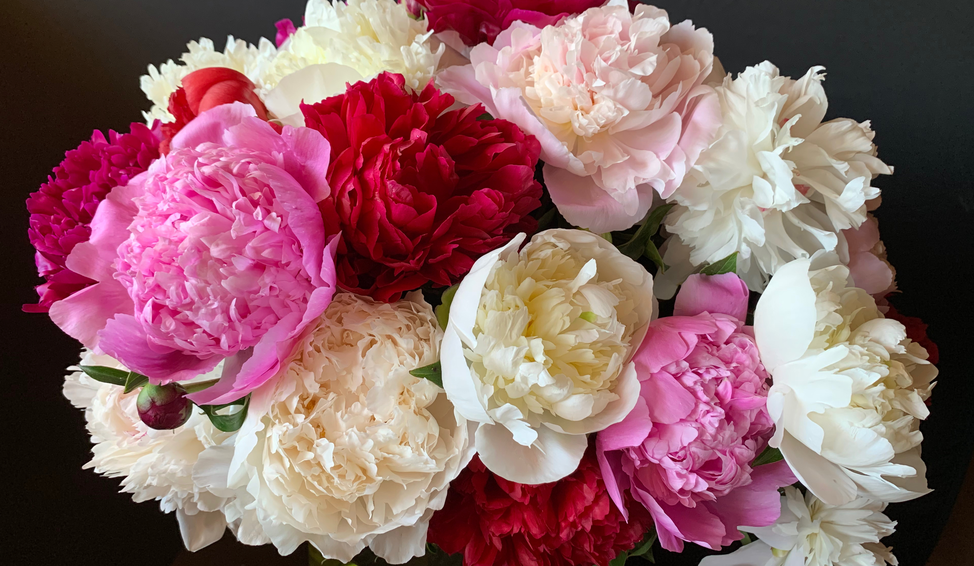 All About Peonies