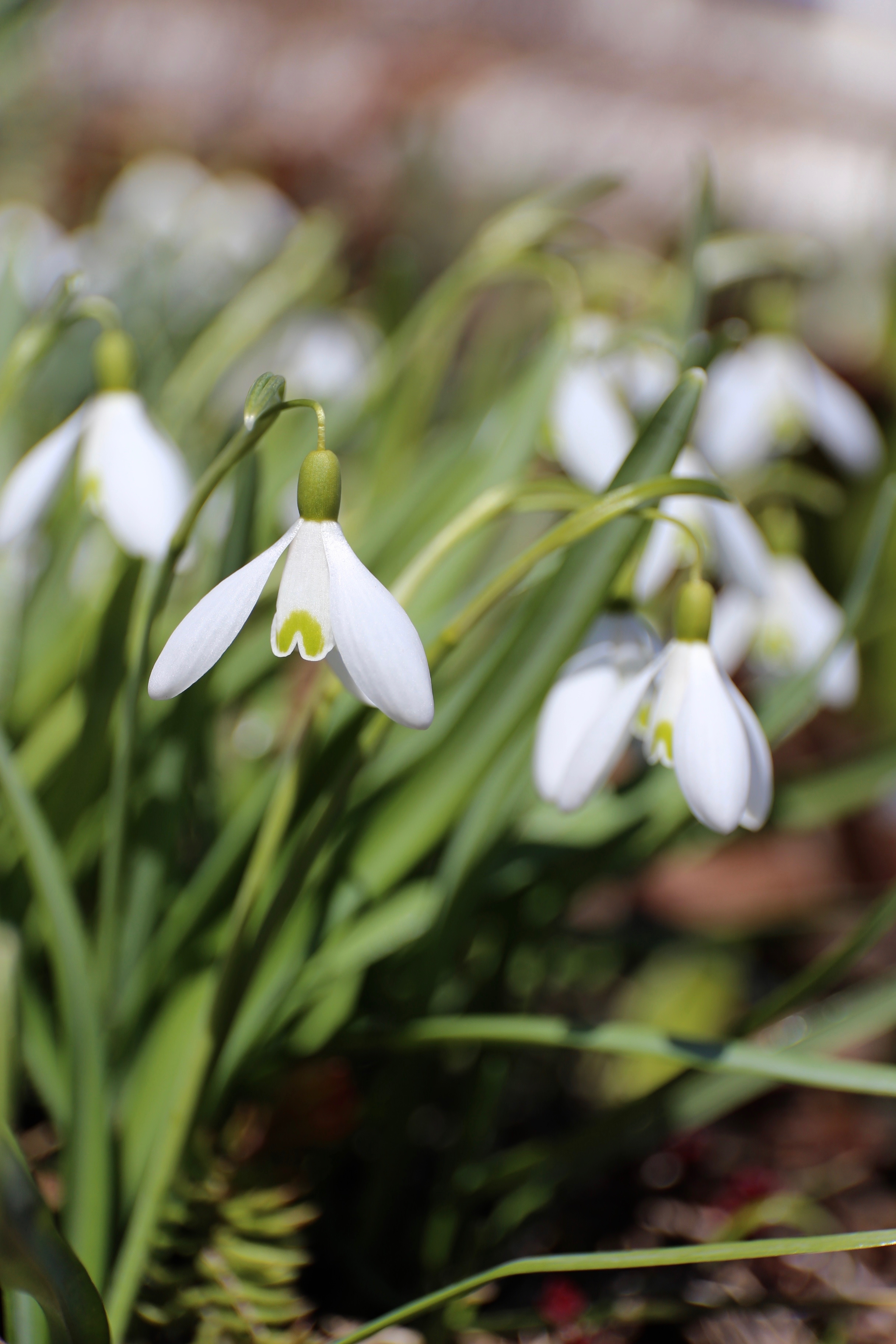 All About Snowdrops (Galanthus)