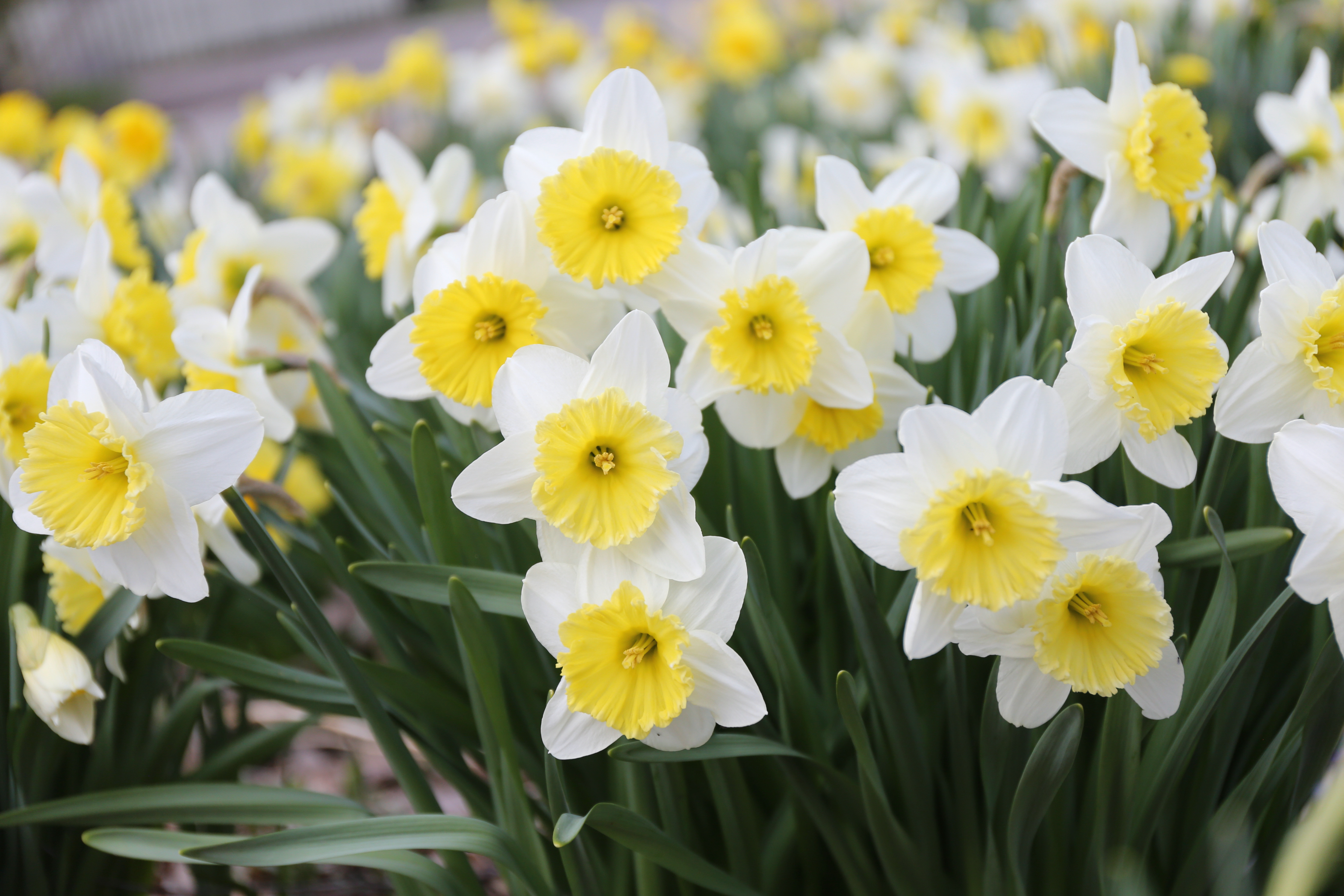 All About Daffodils