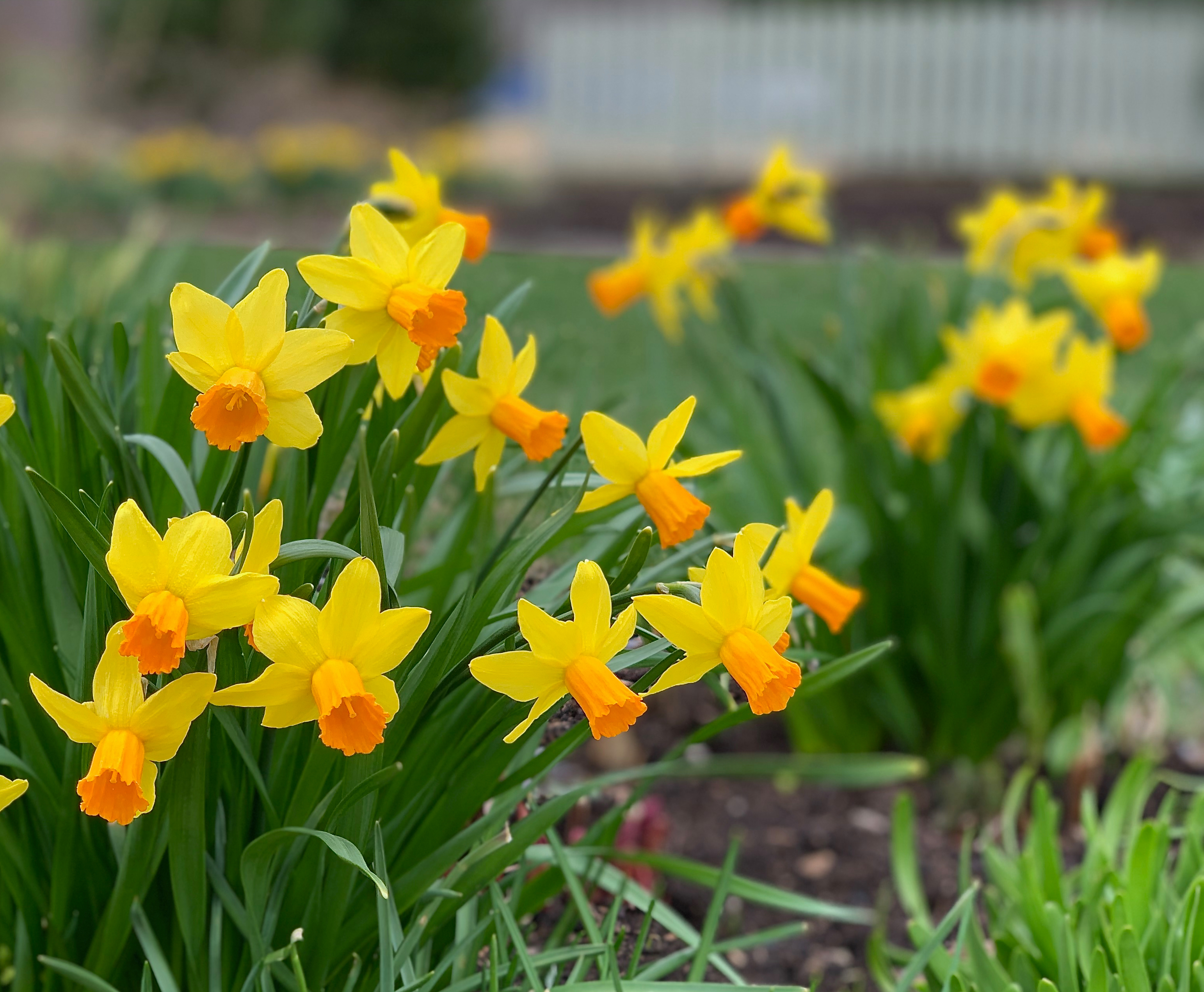 Daffodils from January to April - The Real Dirt Blog - ANR Blogs