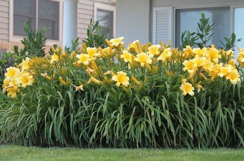 landscaping-with-daylilies-3.jpg