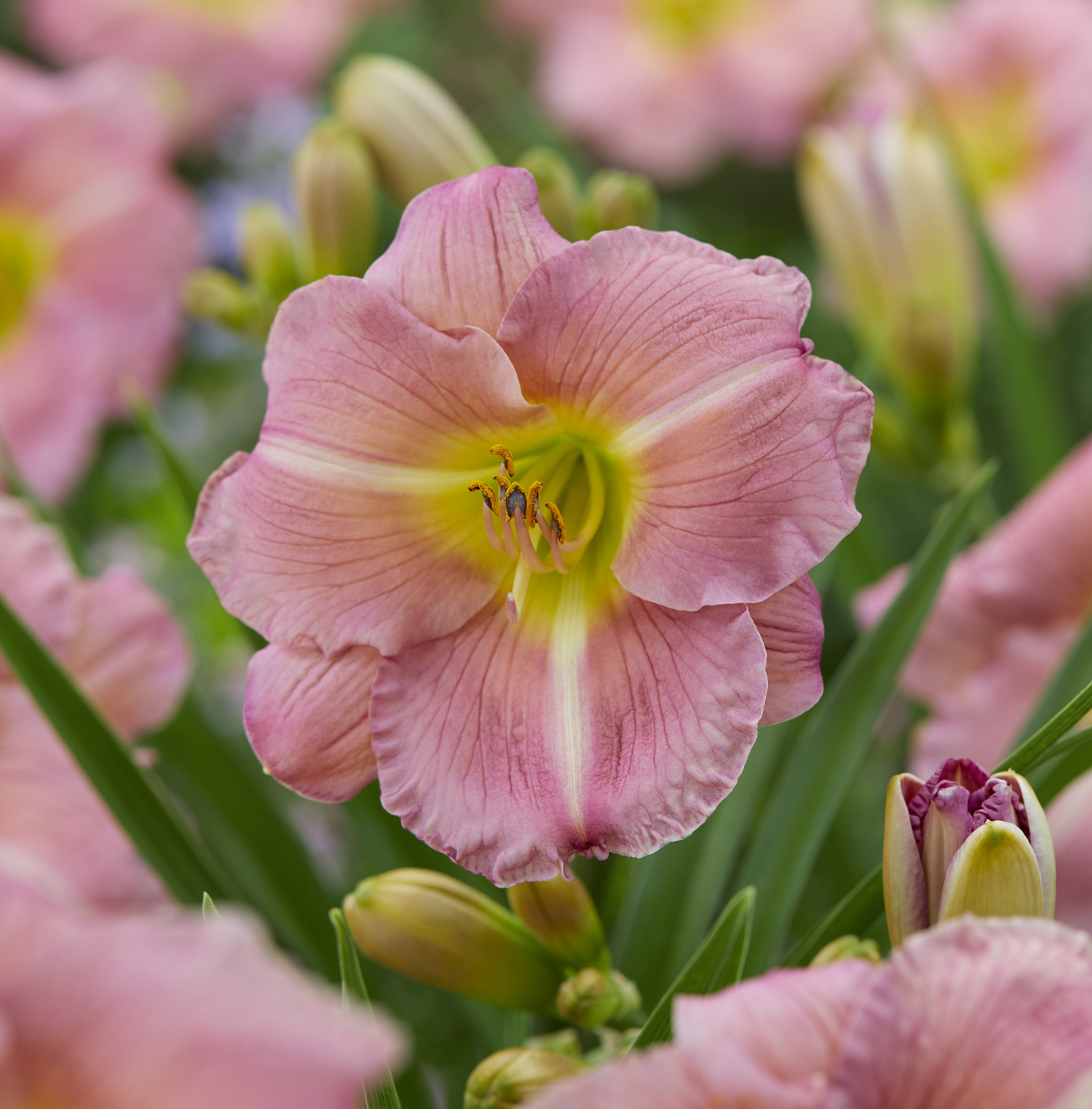 All About Daylilies