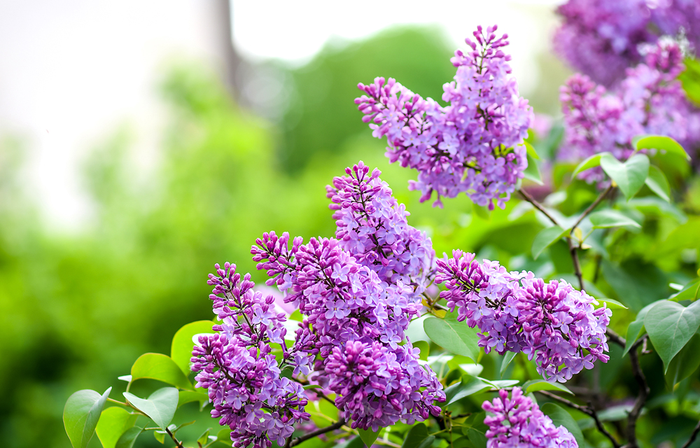 Lilac Blossoms