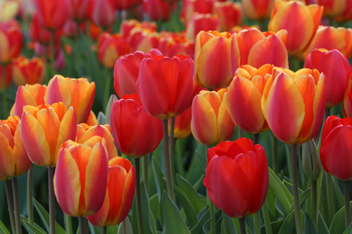 flower tulip garden